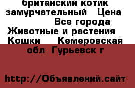 британский котик замурчательный › Цена ­ 12 000 - Все города Животные и растения » Кошки   . Кемеровская обл.,Гурьевск г.